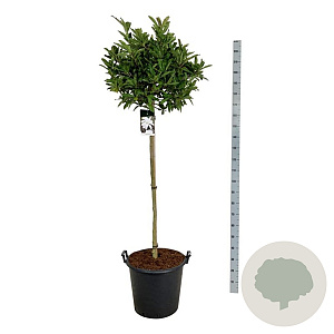 Magnolia stellata 120 cm stam cont. 55L extra