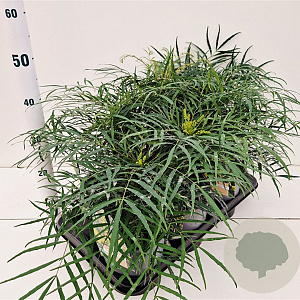 Mahonia eurybracteata 'Soft Caress' 20-30 cm 2,5L