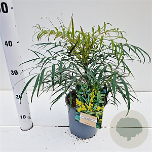 Mahonia eurybracteata 'Soft Caress' 20-30 cm 2,5L