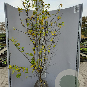 Mespilus germanica 175-200 cm container meerstammig