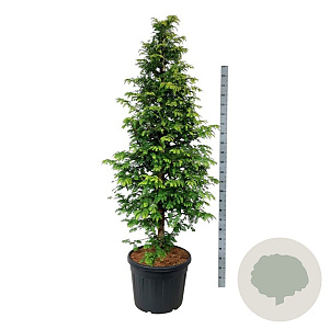 Metasequoia gl. Amber Glow 200-250 cm cont. 90L extra