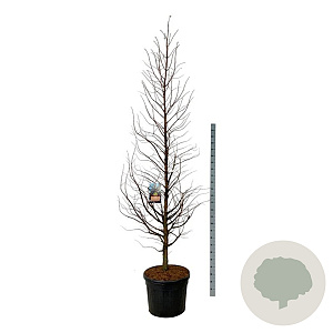Metasequoia gl. Amber Glow 250-300 cm cont. 90L extra
