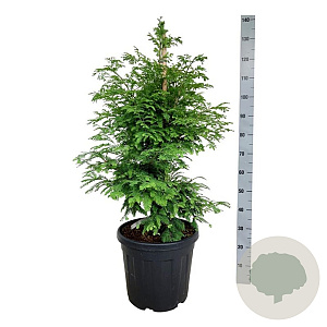 Metasequoia gl. 'Hamlet's Broom' 80-100 cm 30L extra