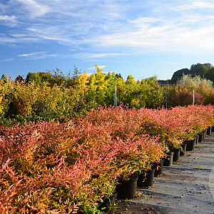 Nandina domestica 'Richmond' 40-50 cm container C2,5