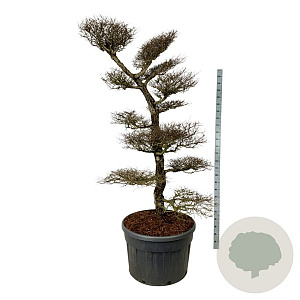 Nothofagus antarctica 200-225 cm cont. 230L bonsai