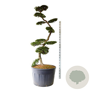 Nothofagus antarctica 200-225 cm cont. 230L bonsai