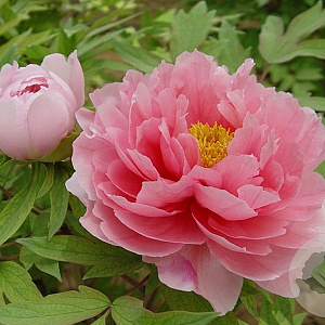 Paeonia suffruticosa 15-20 cm C1.5