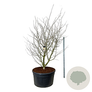 Parrotia persica 225-250 cm cont. 500L spiraal