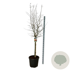 Parrotia persica 'Bella' 90 cm stam cont. 55L extra