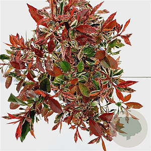 Photinia fraseri 'Little Fenna' 20-30 cm 2,5L