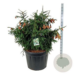 Picea a. 'Acrocona' 100-125 cm cont. 180L solitair