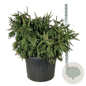 Picea a. 'Acrocona' 125-150 cm cont. 230L solitair