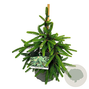 Picea a. 'Inversa' 30-40 cm 7,5L
