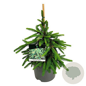 Picea a. 'Inversa' 30-40 cm 7,5L