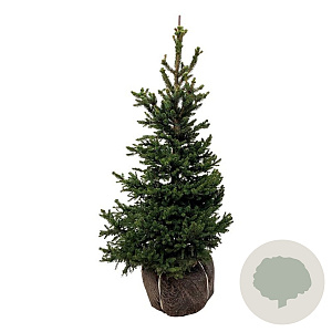 Picea a. 'Will's Zwerg' 80-100 cm met kluit extra