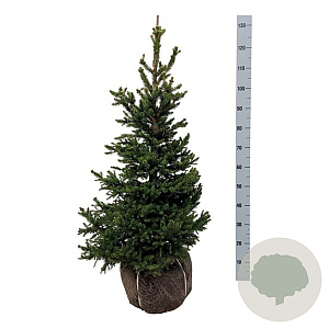 Picea a. 'Will's Zwerg' 80-100 cm met kluit extra