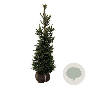 Picea a. 'Will's Zwerg' 125-150 cm met kluit extra