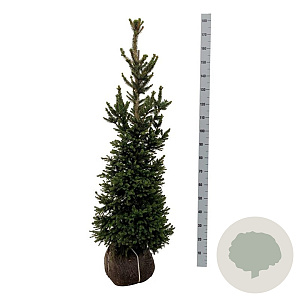 Picea a. 'Will's Zwerg' 125-150 cm met kluit extra