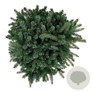 Picea gl. 'Echiniformis' 25-30 cm 7,5L