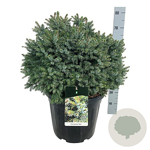 Picea omorika 'Nana' 50-60 cm 30L extra