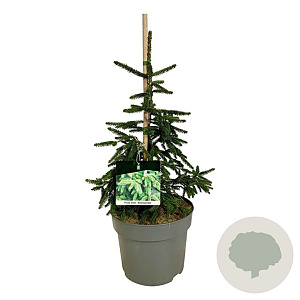 Picea orientalis 'Aureospicata' 40-50 cm P26