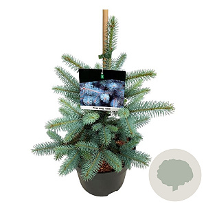 Picea pungens 'Edith' 40-50 cm 6L