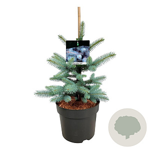Picea pungens 'Edith' 40-50 cm 6L