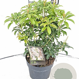 Pieris japonica 'Bonfire' 30-40 cm 2,0L