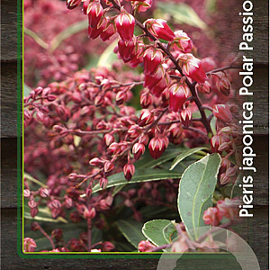 Pieris jap. Polar Passion 30-40 cm 2,0L