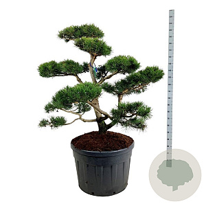 Pinus contorta 125-150 cm cont. 180L bonsai