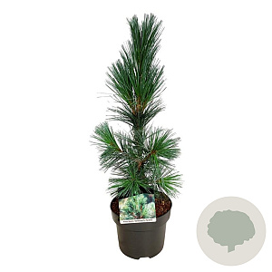 Pinus flex. 'Vanderwolf's Pyramid' 40-50 cm P21