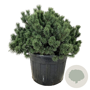 Pinus mugo 80-100 cm cont. 130L