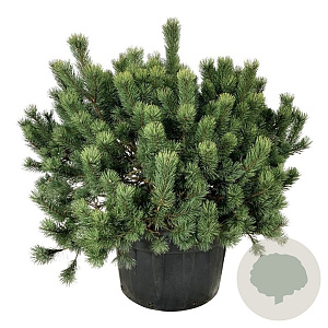 Pinus mugo 125-150 cm cont. 230L solitair