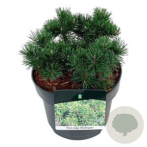 Pinus mugo 'Klosters Grun' 15-20 cm