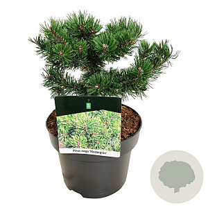 Pinus mugo 'Klosters Grun' 20-25 cm