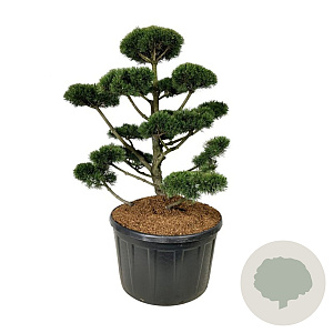 Pinus mugo 'Gnom' 125-150 cm cont. 285L bonsai