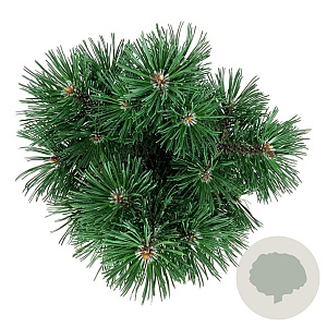 Pinus mugo 'Green Column' 25-30 cm