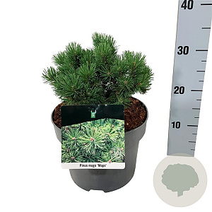 Pinus mugo 'Mops' 15-20 cm
