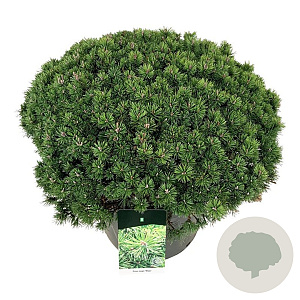 Pinus mugo 'Mops' 80-100 cm cont. 90L solitair