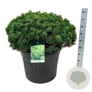 Pinus mugo 'Mops' 80-100 cm cont. 90L solitair
