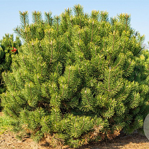 Pinus mugo uncinata 50-60 cm 15L