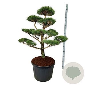 Pinus nigra nigra 150-175 cm cont. 180L bonsai