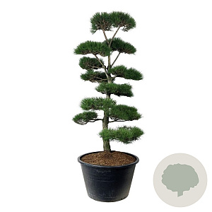Pinus nigra nigra 250-300 cm cont. 500L bonsai