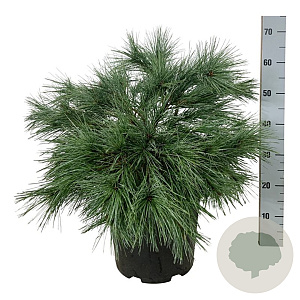 Pinus strobus 'Blue Shag' 50-60 cm 15L