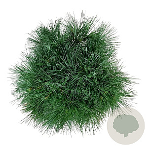 Pinus strobus 'Minima' 30-40 cm 4,5L