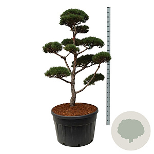 Pinus sylvestris 150-175 cm cont. 230L