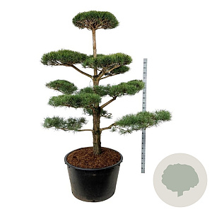 Pinus sylvestris 200-225 cm cont. 285L bonsai