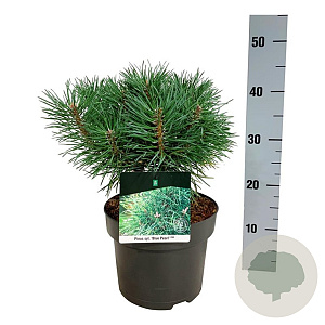 Pinus sylv. Blue Pearl 25-30 cm