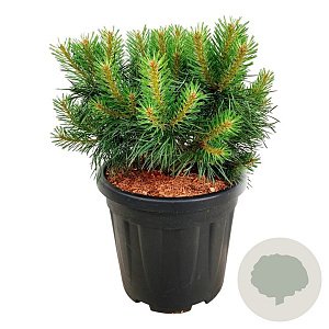 Pinus sylv. Blue Pearl 30-40 cm 15L