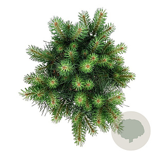 Pinus sylv. Blue Pearl 30-40 cm 15L